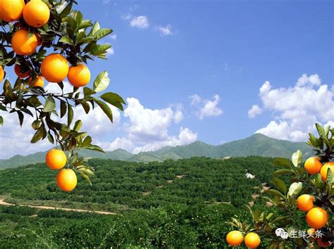 橘子長在哪裡 中國 山